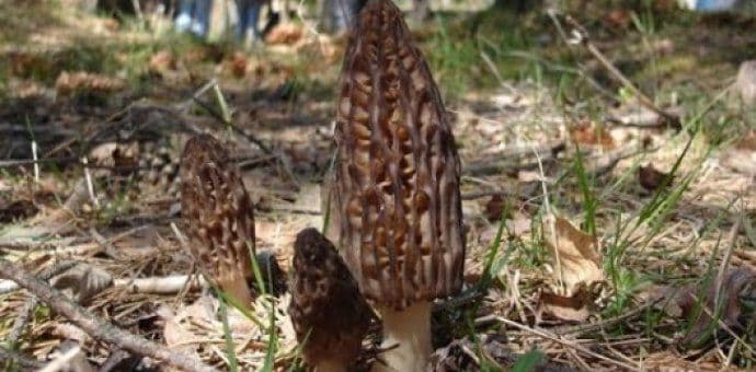 Krenula sezona smrčka Krenula sezona smrčka