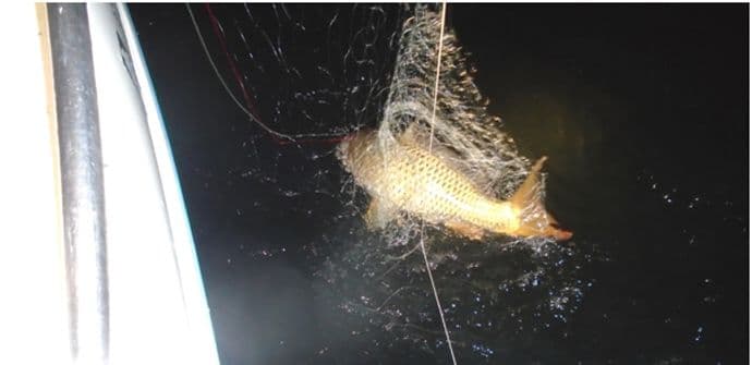 NP Skadarsko jezero: Oduzeta plovila, sonde, ribarske mreže... NP Skadarsko jezero: Oduzeta plovila, sonde, ribarske mreže...