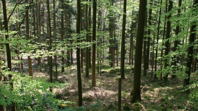 Pokrenuti proces sertifikacije šuma Pokrenuti proces sertifikacije šuma