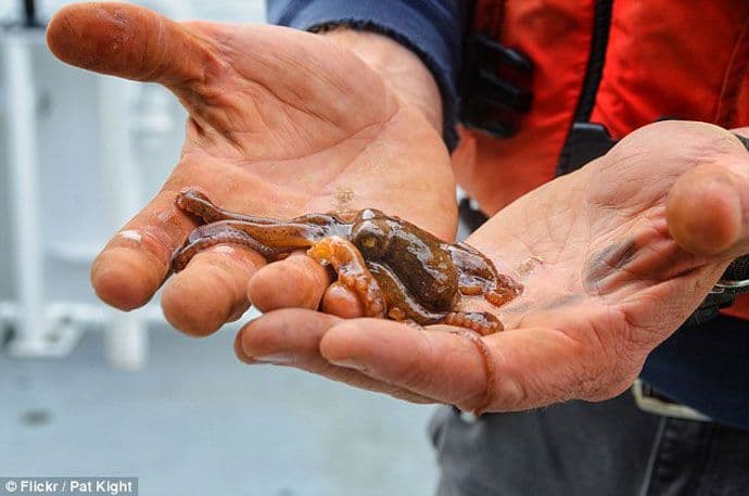 Dječak se žalio na bolove u grlu, ljekar se šokirao kad je video šta je unutra Dječak se žalio na bolove u grlu, ljekar se šokirao kad je video šta je unutra
