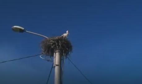 Perko je stigao, Perka će uskoro Perko je stigao, Perka će uskoro