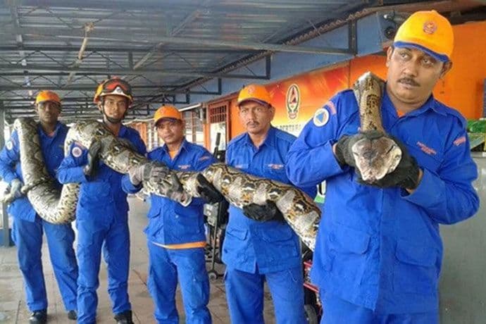 Malezija: Uhvaćen džinovski piton Malezija: Uhvaćen džinovski piton