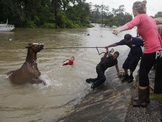 Pod vodom 1.000 domova: Poplave odnijele pet života u Hjustonu Pod vodom 1.000 domova: Poplave odnijele pet života u Hjustonu