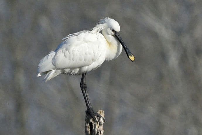 Na Adi Bojani: Čaplja Kašikara na ostrvu Paratuk Na Adi Bojani: Čaplja Kašikara na ostrvu Paratuk