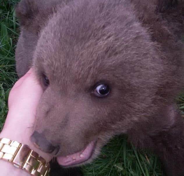 Medo pronađen u Hercegovini još uvijek čeka na novi dom Medo pronađen u Hercegovini još uvijek čeka na novi dom