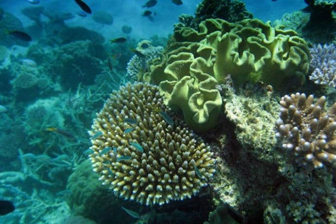 Naučnici šokirani devastacijom Koralnog grebena Naučnici šokirani devastacijom Koralnog grebena