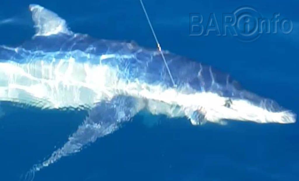 Podgorički ribolovci ulovili morskog psa (VIDEO) Podgorički ribolovci ulovili morskog psa (VIDEO)