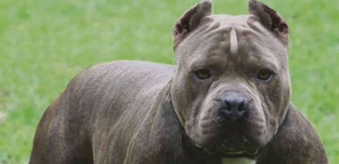 Argentina: Vlasnik pitbula koji je rastrgao dječaka dobio osam godina zatvora Argentina: Vlasnik pitbula koji je rastrgao dječaka dobio osam godina zatvora