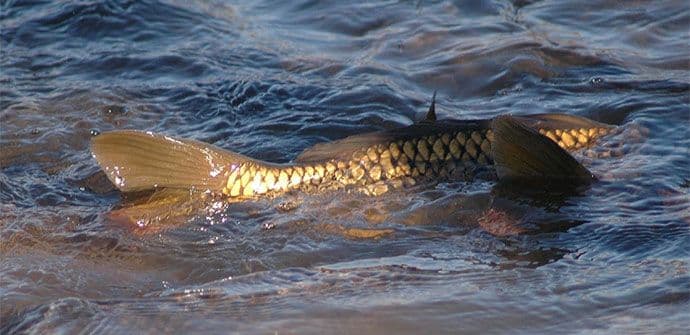 Priča Portala Analitika: Krap naški i arbanaški Priča Portala Analitika: Krap naški i arbanaški