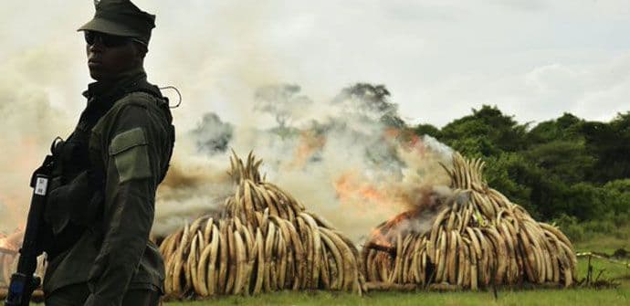 Zapaljeno 105 tona slonovače, rat lovokradicama Zapaljeno 105 tona slonovače, rat lovokradicama