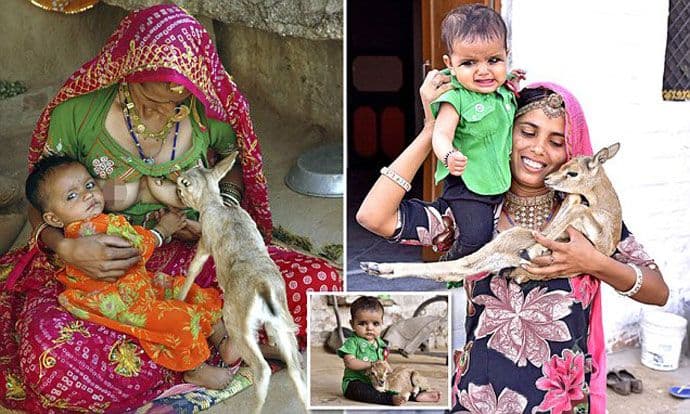 Žene koje doje jelene: "Oni su nam kao djeca" Žene koje doje jelene: "Oni su nam kao djeca"