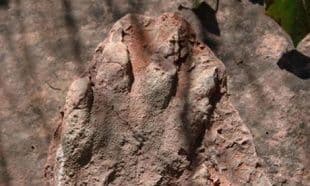 Pronađen otisak dinosaurusovog stopala star 230 miliona godina Pronađen otisak dinosaurusovog stopala star 230 miliona godina