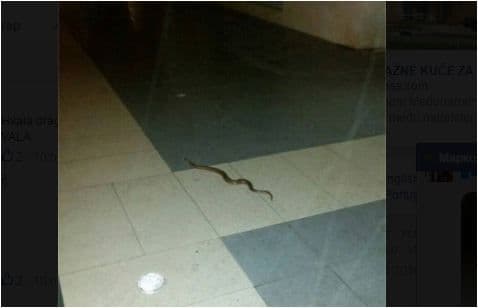 PODGORICA: Zmija "prošetala" Siti kvartom PODGORICA: Zmija "prošetala" Siti kvartom