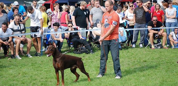 PETRIČEVIĆ: Uz adekvatno obučenog psa moguće je naći nestalu osobu PETRIČEVIĆ: Uz adekvatno obučenog psa moguće je naći nestalu osobu