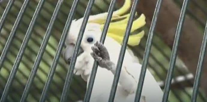 Titov papagaj Koki, živa legenda Briona: Od predsjednikove smrti samo psuje Titov papagaj Koki, živa legenda Briona: Od predsjednikove smrti samo psuje