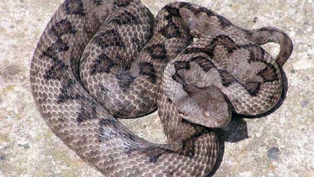 OPREZ: Poskok u Bloku pet OPREZ: Poskok u Bloku pet