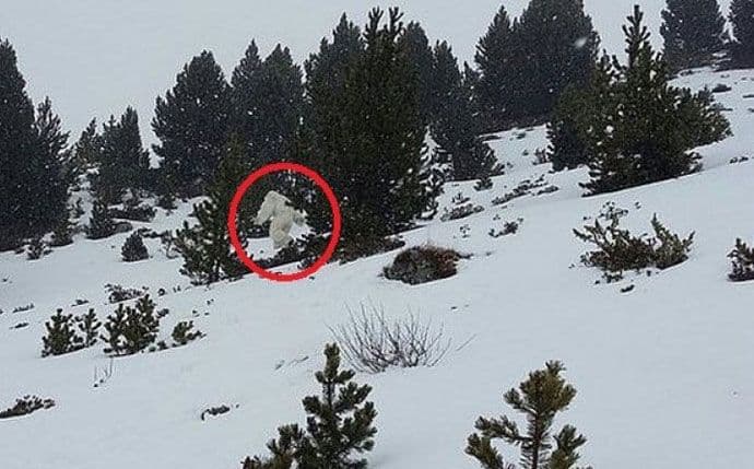 “U selo nam ulazi Snježni čovjek i kolje nam stoku” “U selo nam ulazi Snježni čovjek i kolje nam stoku”