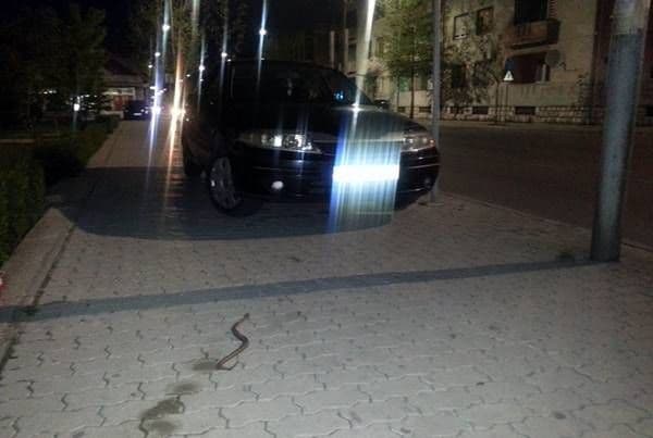 Nikšićanin ubio poskoka kod Meandera Nikšićanin ubio poskoka kod Meandera