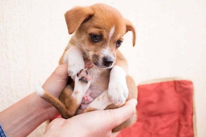 Počelo rušenje najveće klanice za pse u Južnoj Koreji Počelo rušenje najveće klanice za pse u Južnoj Koreji