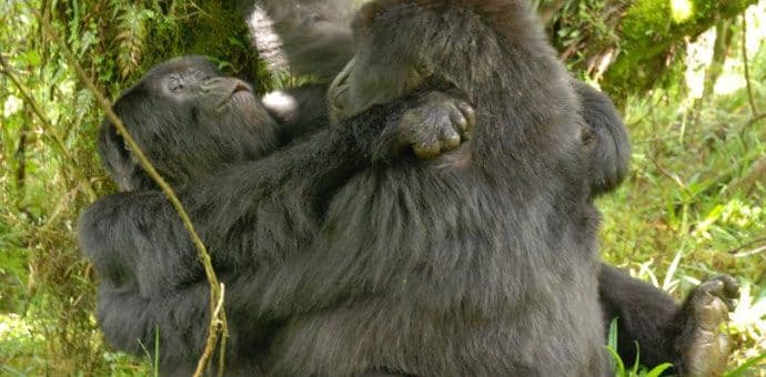 Naučnici šokirani: Divlji lezbijski seks usred džungle Naučnici šokirani: Divlji lezbijski seks usred džungle