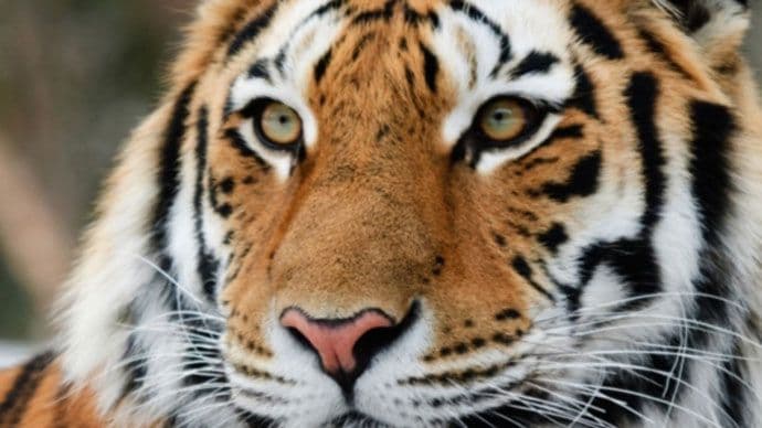 Ubijena tigrica namamljena parfemom Kelvin Klajn Ubijena tigrica namamljena parfemom Kelvin Klajn