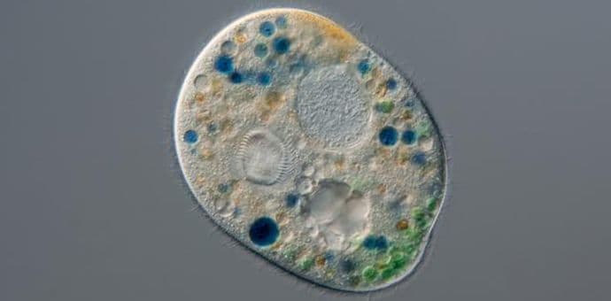 VIDEO: Pronađen organizam koji teoretski ne bi trebalo da postoji VIDEO: Pronađen organizam koji teoretski ne bi trebalo da postoji