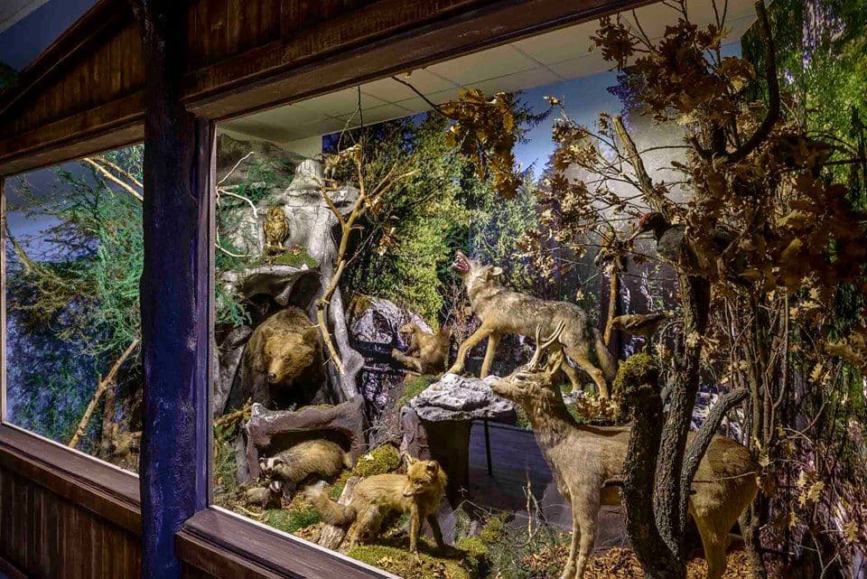 Prirodnjački muzej - Podgorica Prirodnjački muzej - Podgorica