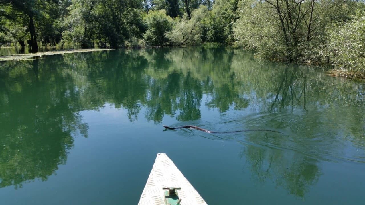 FOTO: Gigantska zmija fotografisana na Skadarskom jezeru FOTO: Gigantska zmija fotografisana na Skadarskom jezeru
