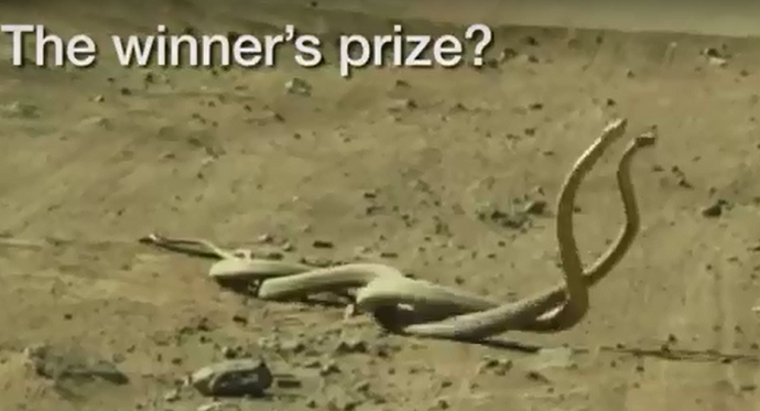Video: Borba najotrovnijih zmija na svijetu, pobjednik dobija ženku Video: Borba najotrovnijih zmija na svijetu, pobjednik dobija ženku
