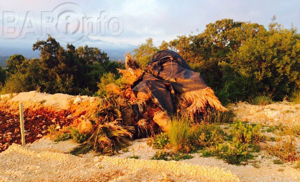 PETOVIĆ: Zaražene palme samo bačene pored deponije PETOVIĆ: Zaražene palme samo bačene pored deponije