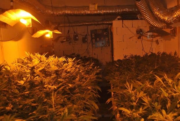 Bečej: Otkrivena fabrika marihuane Bečej: Otkrivena fabrika marihuane