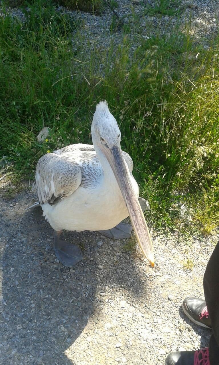 Uspješno zbrinut povrijeđeni mladi kudravi pelikan Uspješno zbrinut povrijeđeni mladi kudravi pelikan