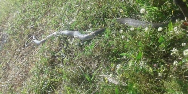 ZAGORIČ: Pronađena zmija dužine dva metra ZAGORIČ: Pronađena zmija dužine dva metra