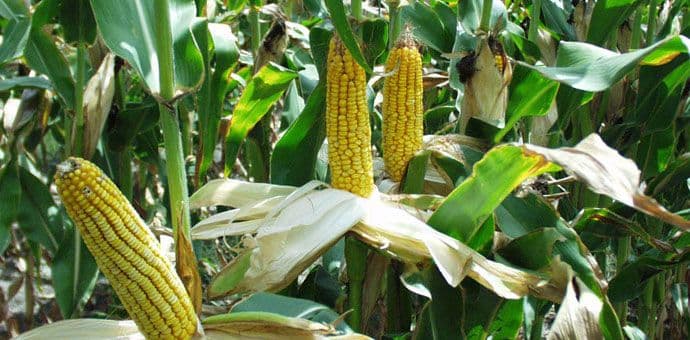 Naučnici: Hrana sve otrovnija Naučnici: Hrana sve otrovnija