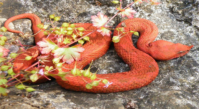 Svjetski fenomen pod crnogorskim nebom: Crveni poskok sa Ade Bojane Svjetski fenomen pod crnogorskim nebom: Crveni poskok sa Ade Bojane