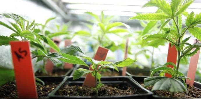 Sajam o liječenju kanabisom u Beogradu Sajam o liječenju kanabisom u Beogradu