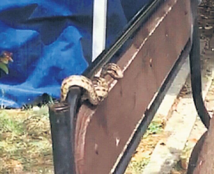 Bar: Vatrogasci ulovili zmiju na klupi Bar: Vatrogasci ulovili zmiju na klupi