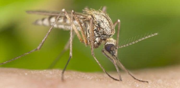 Zašto komarci vole baš vas? Zašto komarci vole baš vas?