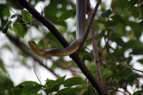 PODGORICA: Zmija pozirala ispred objektiva PODGORICA: Zmija pozirala ispred objektiva