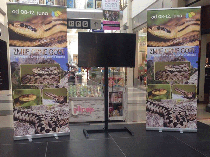 Podgorica: Tridesetak crnogorskih zmija pod jednim krovom (FOTO) Podgorica: Tridesetak crnogorskih zmija pod jednim krovom (FOTO)