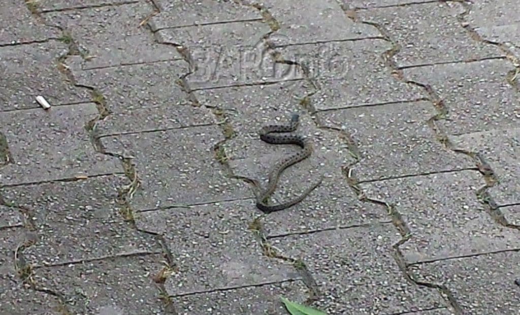 Nova zmija, ovoga puta u Makedonskom naselju Nova zmija, ovoga puta u Makedonskom naselju