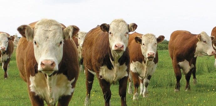 MPRR: Moguća pojava bolesti kvrgave kože goveda u CG MPRR: Moguća pojava bolesti kvrgave kože goveda u CG