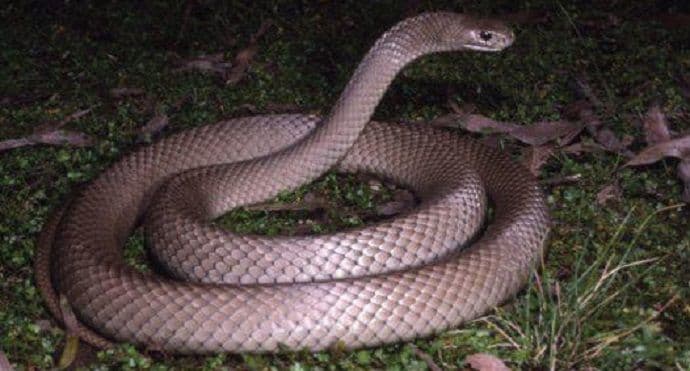 Neustrašiva djevojčica se igra sa zmijom (VIDEO) Neustrašiva djevojčica se igra sa zmijom (VIDEO)