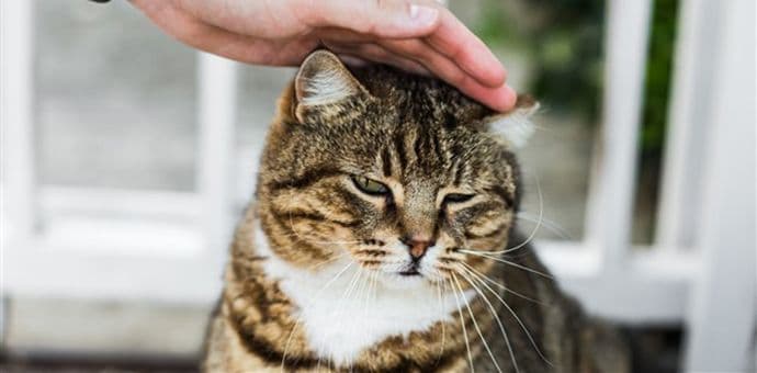 Kako održati vitku liniju svom ljubimcu Kako održati vitku liniju svom ljubimcu