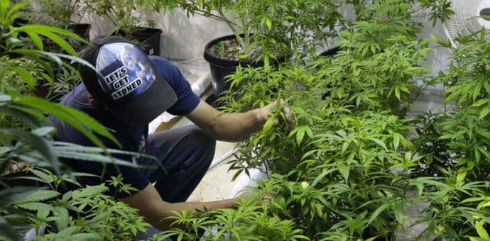 I Makedonija legalizovala marihuanu I Makedonija legalizovala marihuanu