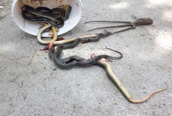 HOROR: 300 zmija u dječjim krevetima! HOROR: 300 zmija u dječjim krevetima!