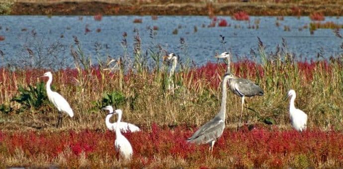 Solana proglašena parkom prirode Solana proglašena parkom prirode