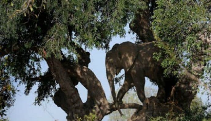 Slon se popeo na drvo Slon se popeo na drvo