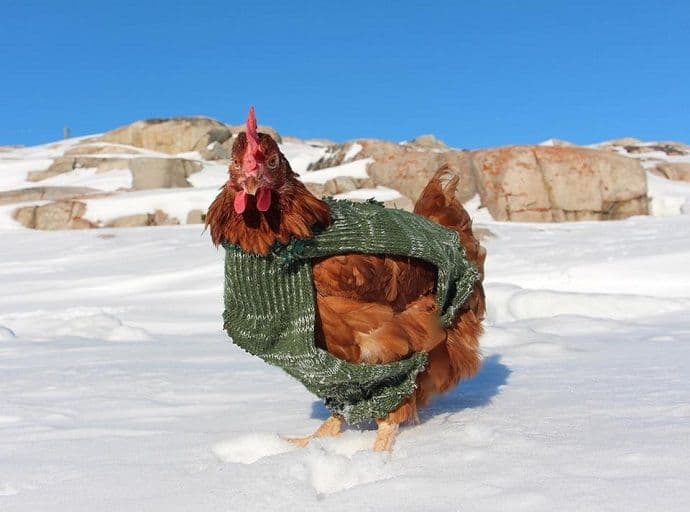 Kokoška putuje svijetom (FOTO) Kokoška putuje svijetom (FOTO)