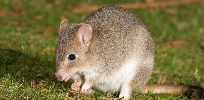 Prvi sisar žrtva klimatskih promjena Prvi sisar žrtva klimatskih promjena